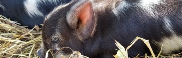 Buy Tickets For Afternoon Piglet Social Hour At Mad Mares Farm At Mad Mares Farm Sun Nov 10 2019 Looking for mad piglet psd free or illustration? ticket tailor