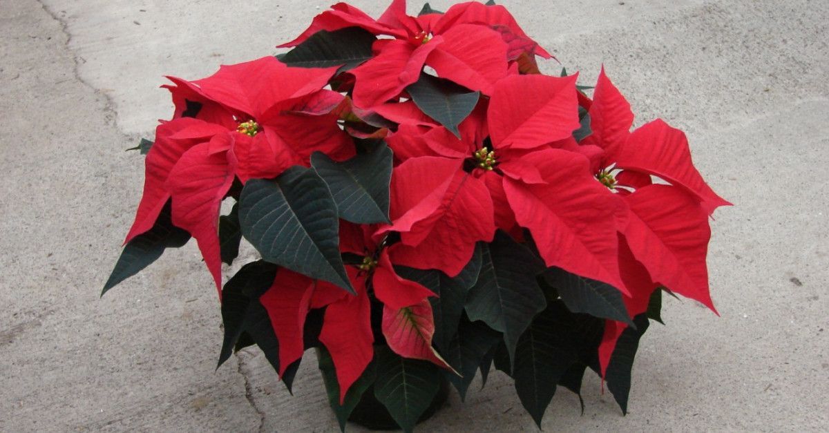 Buy Plants for Poinsettia Plants to Support CKMS Music on