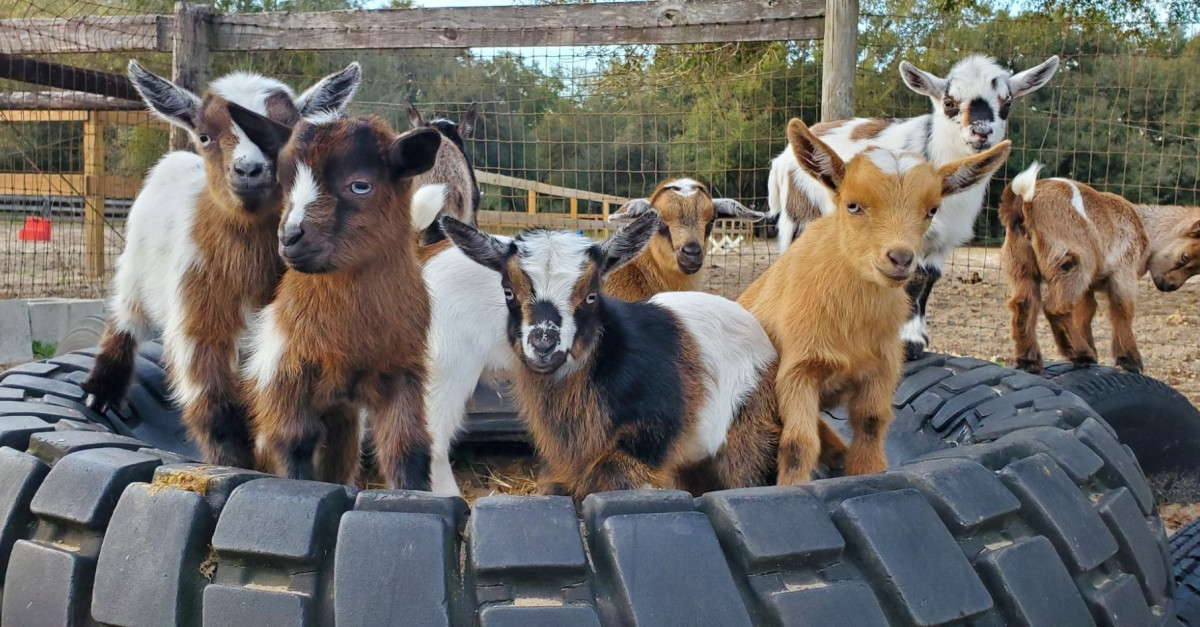 Buy tickets for Barn Tour and Baby Goat Snuggle Session at The Lazy H
