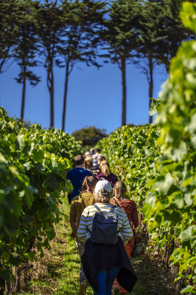 vineyard tours cornwall