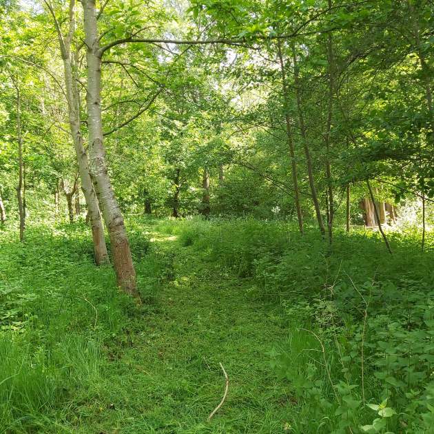 Buy Tickets Yoga Dance in the Woods Birtley Woodland Art Space